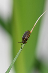 Galerucella nymphaeae