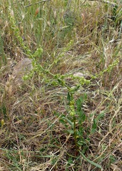 Rumex pulcher