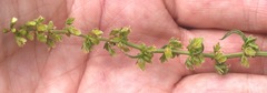 Rumex pulcher