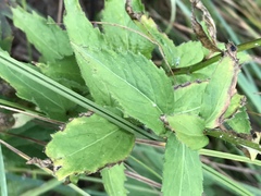 Campanula rhomboidalis