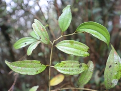 Cinnamomum subavenium