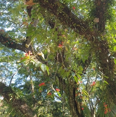 Aeschynanthus fulgens