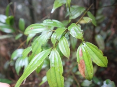 Cinnamomum subavenium