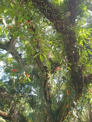 Aeschynanthus fulgens
