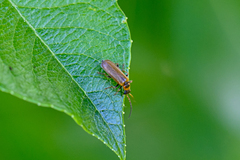 Rhagonycha nigriventris