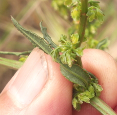 Rumex pulcher