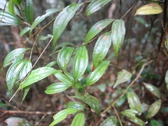 Cinnamomum subavenium