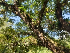 Aeschynanthus fulgens