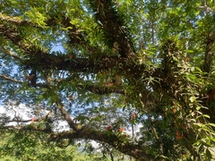 Aeschynanthus fulgens