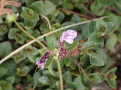Clinopodium laxiflorum