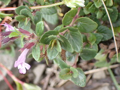 Clinopodium laxiflorum