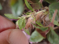 Clinopodium laxiflorum