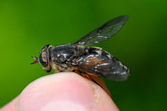 Hybomitra bimaculata