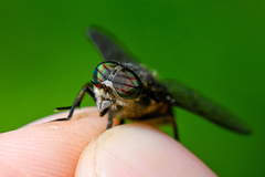 Hybomitra bimaculata