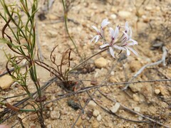 Pelargonium longifolium