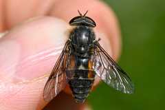Hybomitra bimaculata