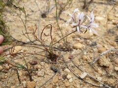 Pelargonium longifolium