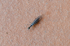Xanthostigma xanthostigma