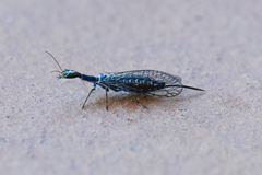 Xanthostigma xanthostigma