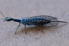 Xanthostigma xanthostigma
