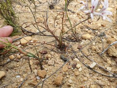 Pelargonium longifolium