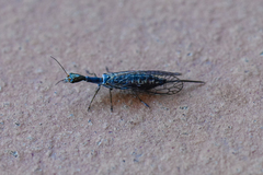 Xanthostigma xanthostigma