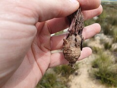 Pelargonium longifolium