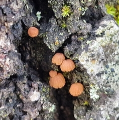 Phaeomarasmius rimulincola