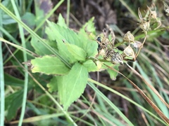 Campanula rhomboidalis