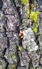 Phaeomarasmius rimulincola