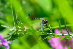 Agapanthia villosoviridescens