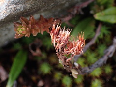 Sedum morrisonense