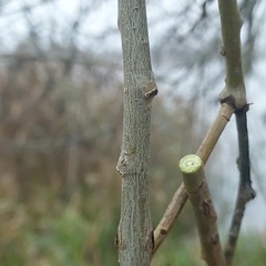 Salix euxina
