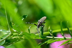 Agapanthia villosoviridescens
