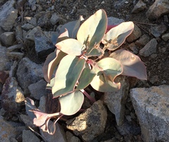 Cycladenia humilis