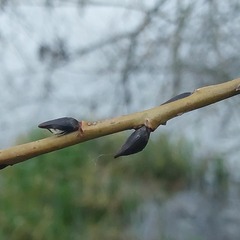 Salix euxina