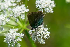 Callophrys rubi