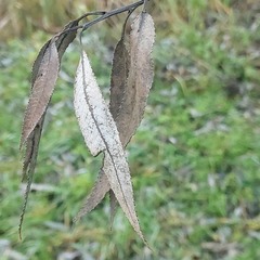 Salix euxina