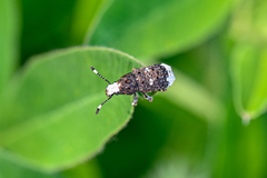 Platystomos albinus