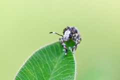 Platystomos albinus