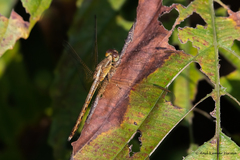 Neurothemis intermedia