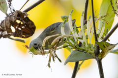 Dicaeum erythrorhynchos