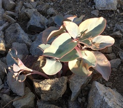 Cycladenia humilis