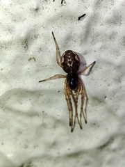 Pachygnatha degeeri