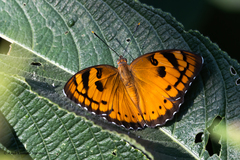 Euthalia nais