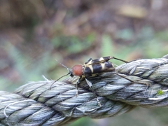 Xylotrechus rufilius