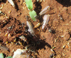 Anoplolepis custodiens