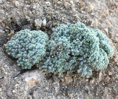 Oreonana vestita