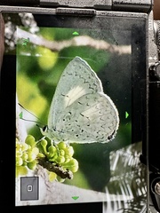 Eirmocides absimilis