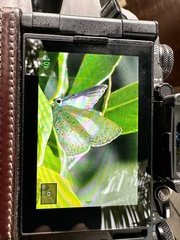 Eirmocides absimilis